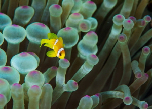 Juvenile Clownfish 
Red Sea/Egypt
Nikon D800 
105mm VR... by Spencer Burrows 